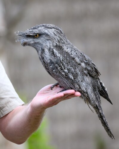 Rádio portátil PMR446 em primeiro plano